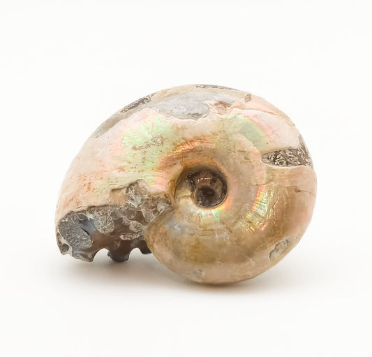 Ammonite, Madreperla, Ammonite, Fossil, Madagascar (55)