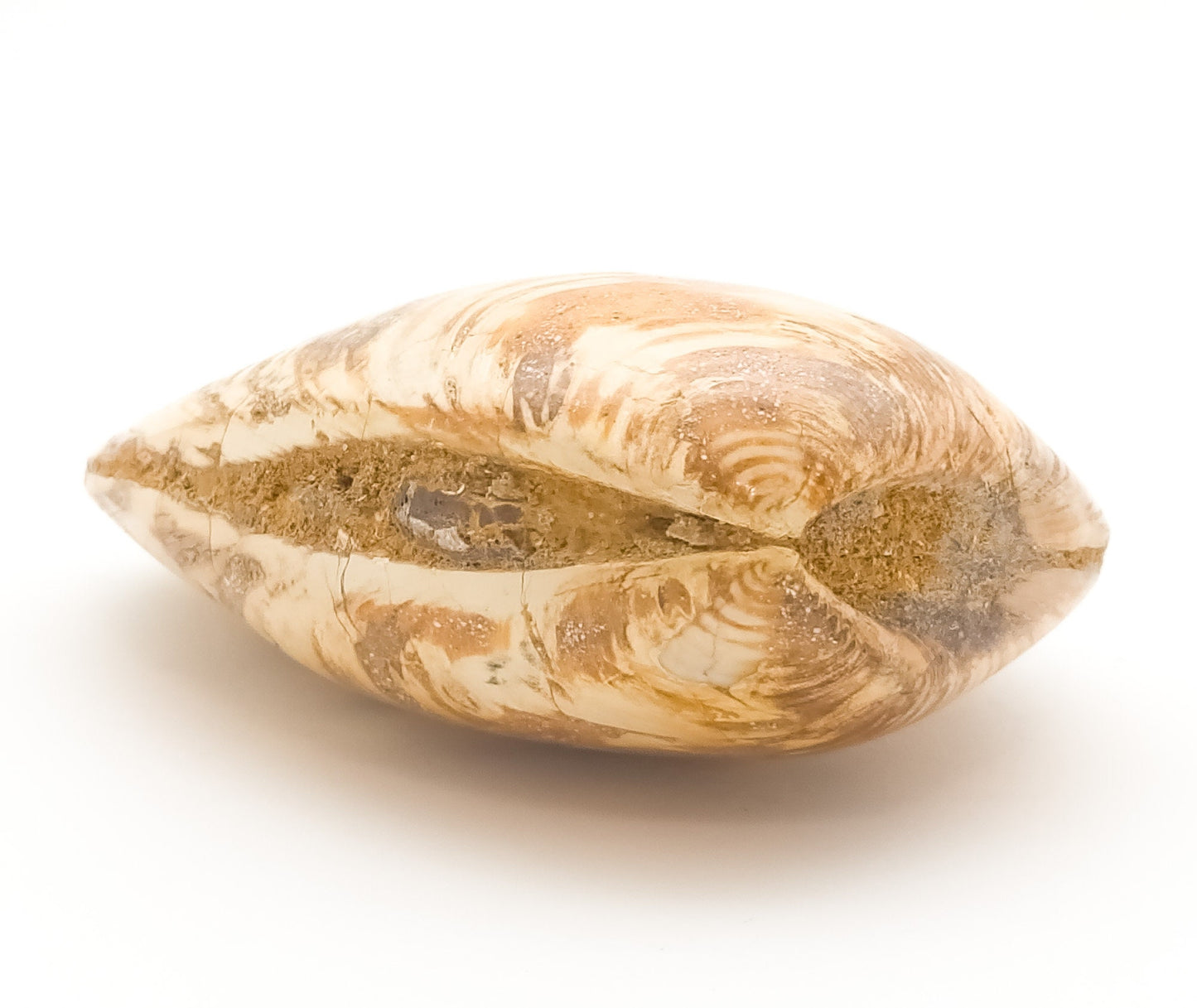 Clam Shell Fossil, Jurassic Period 145-201 MYA, Madagascar (55)