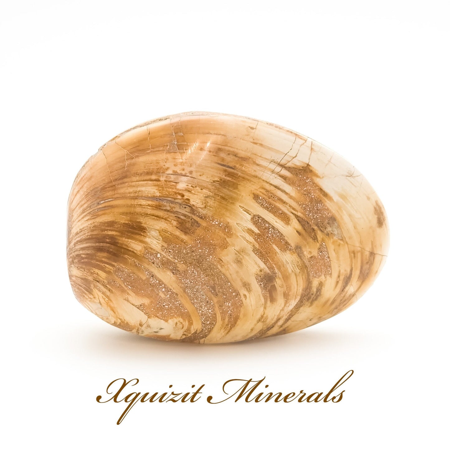 Clam Shell Fossil, Jurassic Period 145-201 MYA, Madagascar (55)