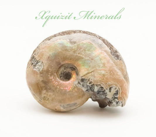 Ammonite, Madreperla, Ammonite, Fossil, Madagascar (55)
