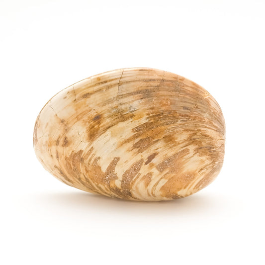 Clam Shell Fossil, Jurassic Period 145-201 MYA, Madagascar (55)