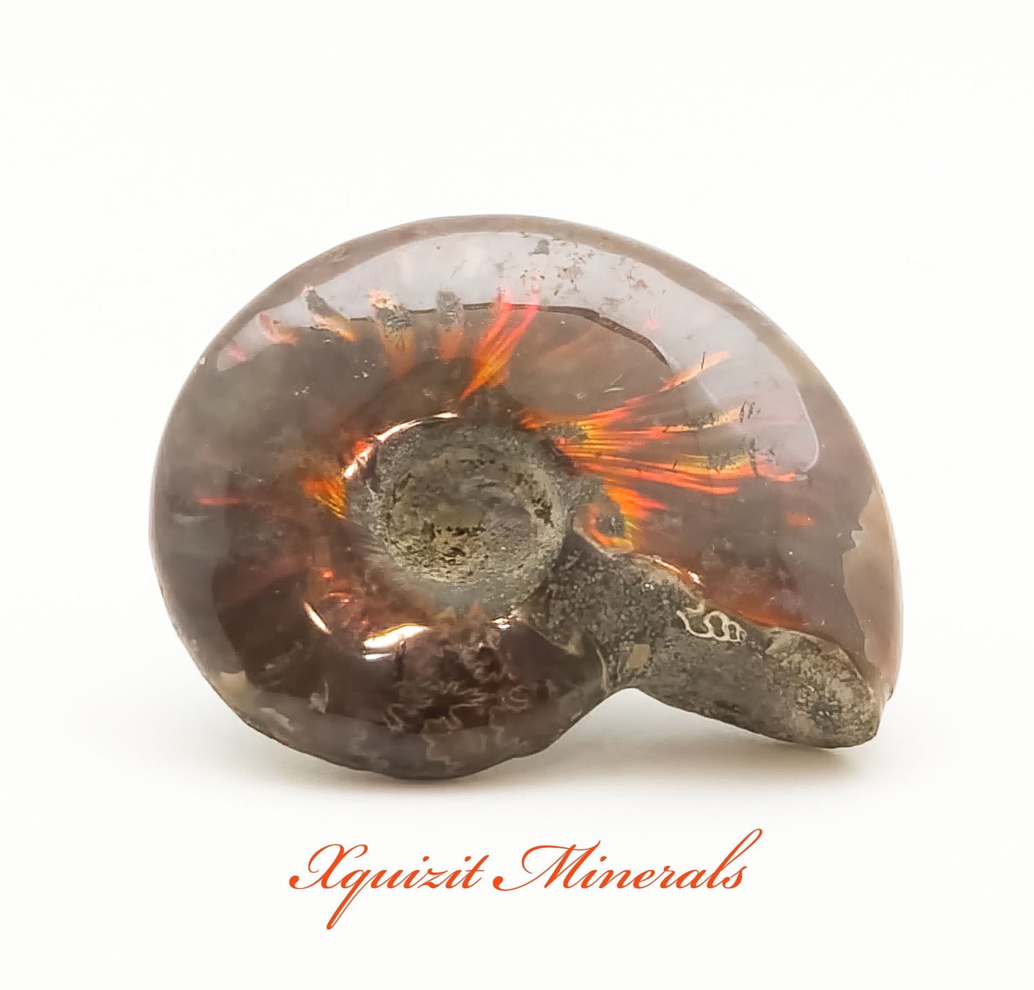Ammonite