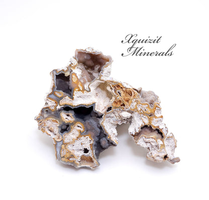 Tampa Bay Coral, Agatized Coral, Fossilized Coral, Florida (80)