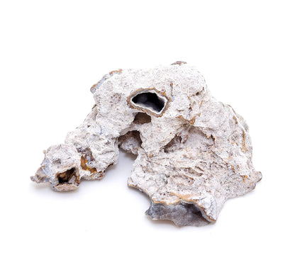 Tampa Bay Coral, Agatized Coral, Fossilized Coral, Florida (80)