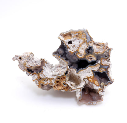Tampa Bay Coral, Agatized Coral, Fossilized Coral, Florida (80)