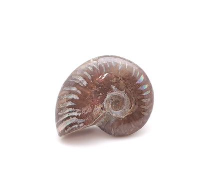 Ammonite, Mother of Pearl, Ammonite Fossil, Morocco (18)
