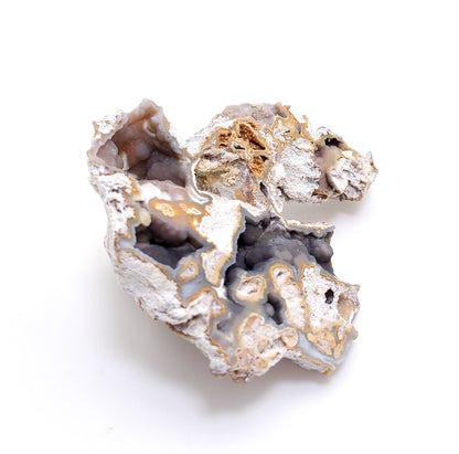 Tampa Bay Coral, Agatized Coral, Fossilized Coral, Florida (80)