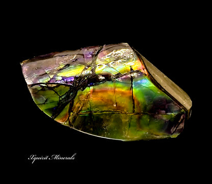 Ammolite, Alberta, Canada, Bearpaw Formation