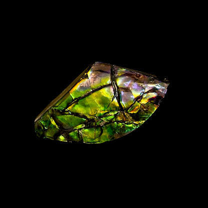 Ammolite, Alberta, Canada, Bearpaw Formation