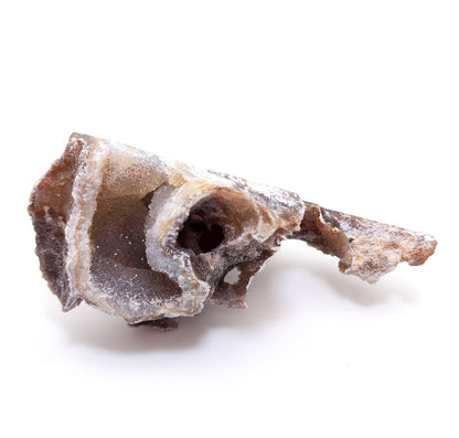 Tampa Bay Coral, Agatized Coral, Fossilized Coral, Florida (80)