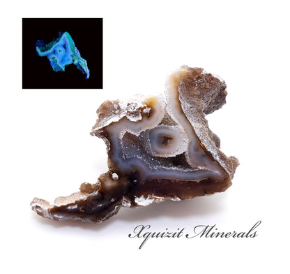 Tampa Bay Coral, Agatized Coral, Fossilized Coral, Florida (80)