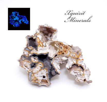 Tampa Bay Coral, Agatized Coral, Fossilized Coral, Florida (80)