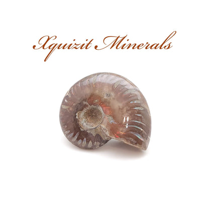 Ammonite, Mother of Pearl, Ammonite Fossil, Morocco (18)