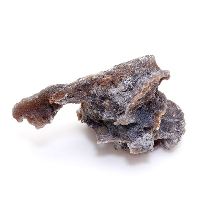Tampa Bay Coral, Agatized Coral, Fossilized Coral, Florida (80)