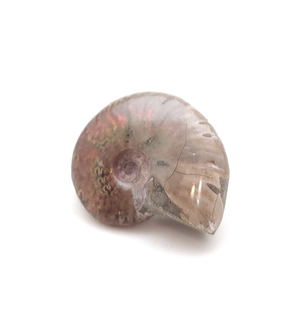 Ammonite, Mother of Pearl, Ammonite Fossil, Morocco (18)