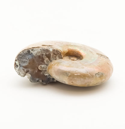 Ammonite, Madreperla, Ammonite, Fossil, Madagascar (55)