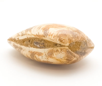 Clam Shell Fossil, Jurassic Period 145-201 MYA, Madagascar (55)