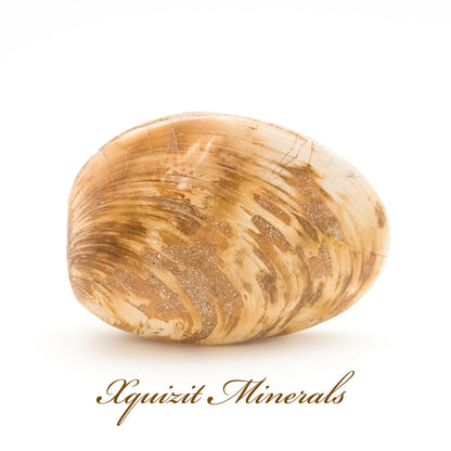 Clam Shell Fossil, Jurassic Period 145-201 MYA, Madagascar (55)