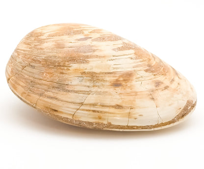 Clam Shell Fossil, Jurassic Period 145-201 MYA, Madagascar (55)
